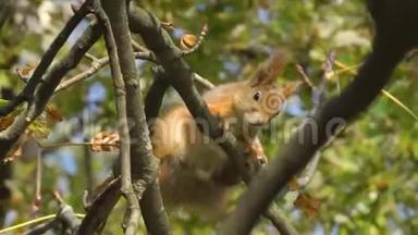 松鼠爬行，爬在树枝上，<strong>寻找</strong>，<strong>寻找</strong>坚果，橡子在秋天的森林里。 松鼠嗅嗅